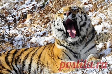 Ученый из США восхитился дружбой тигра Амура и козла Тимура