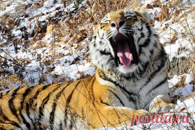 Ученый из США восхитился дружбой тигра Амура и козла Тимура