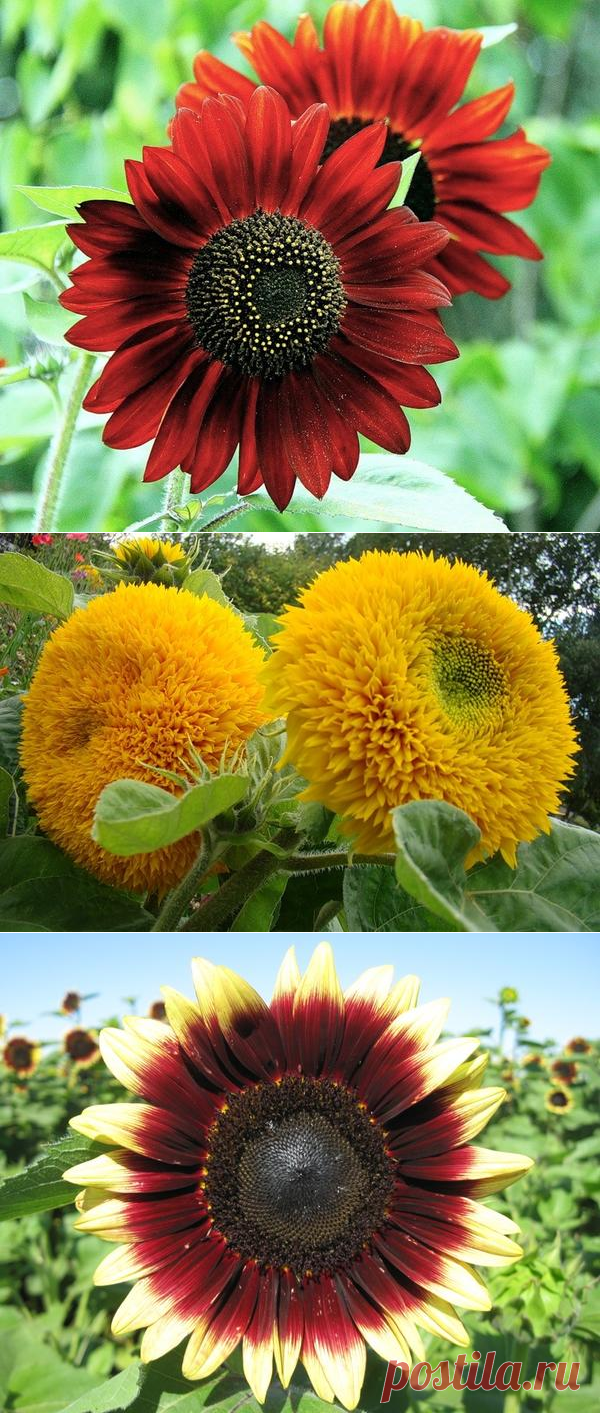 Декоративный подсолнух - посадка, выращивание и уход. Фото сортов и видов.