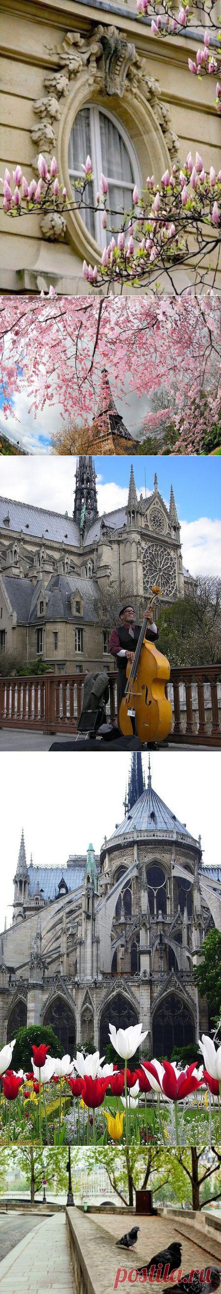 Когда цветёт Париж, это должна быть весна!. Весенний Париж, 
Несется вдоль крыш
Дыхание теплого ветра.

Густой шоколад 
Пролил аромат 
На скатерти прошлого века.

Под шляпкой вуаль,
Оделся Версаль
В зеленое кружево тиса.

Цветущий бульвар,
Волшебный рояль
И робкая нежность нарцисса.

Камиль Писсарро 
Закончил эскиз 
Бурлящего эха Монмартра.

Хрустальный фонтан,
Елисейский дурман – 
Апрельское утро квартала.

Сафьянова Софья