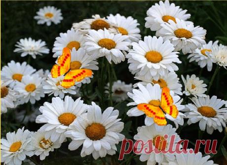 Ромашки