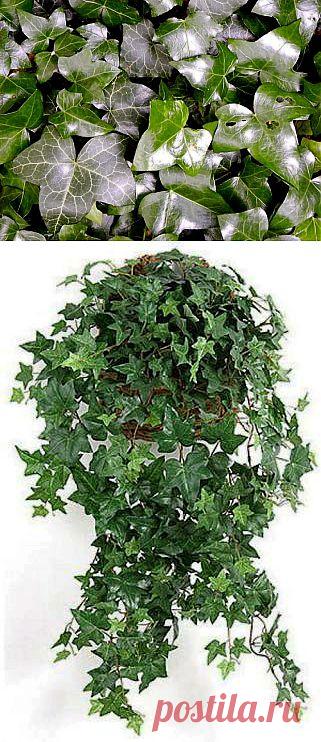 Плющ (Хедера) Hedera | Наш уютный дом