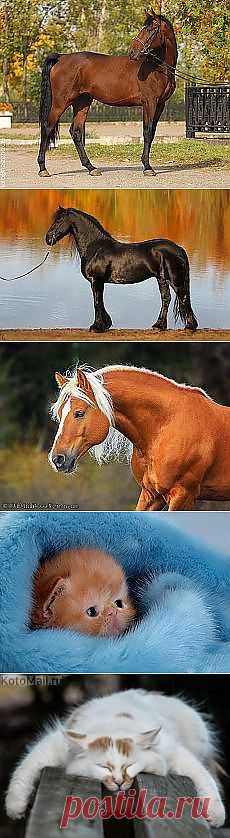 Березовая роща. Ишимбай, Башкортостан. Автор... и другие материалы. Новое в Вашей подборке на Постила.ru - gwi1951@mail.ru - Почта Mail.Ru