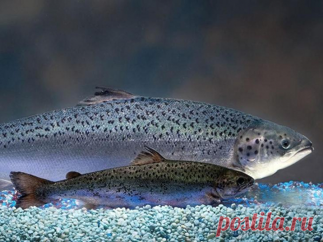 7 ГМО-продуктов, которые вынесут вам мозг С некоторых пор стало модным бороться с генетически модифицированными продуктами. Но едва ли это остановило их развитие.1. «Франкенрыба»Вместо обычного лососяВ данный момент «франкенрыба» исследуется ...