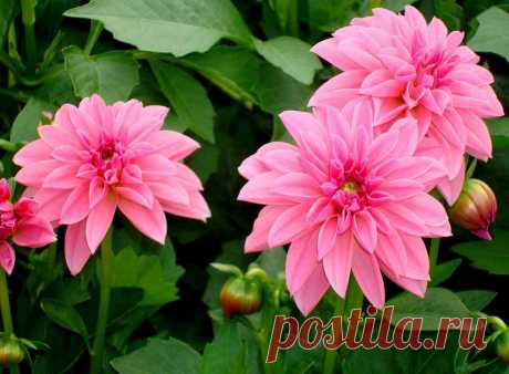 Георгин: посадка и уход, виды и сорта, фото.