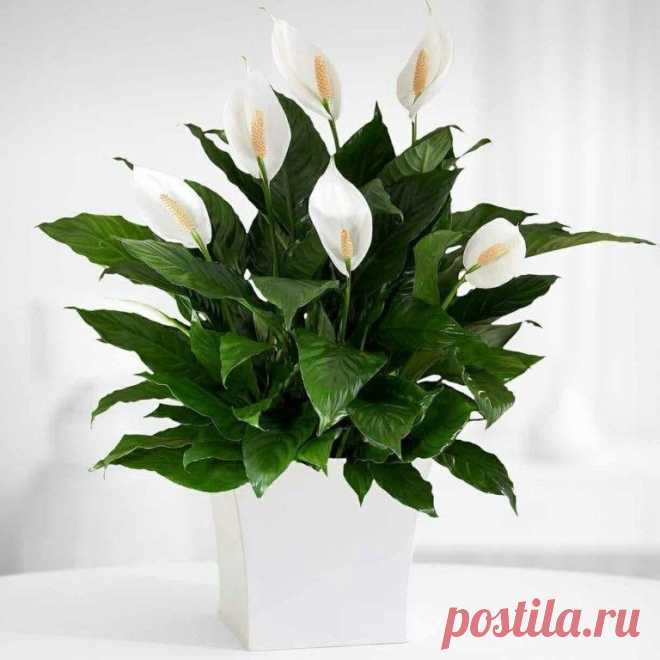 🔥Простые процедуры, после которых мой спатифиллум цветет круглый год, а кончики листьев не сохнут🔥