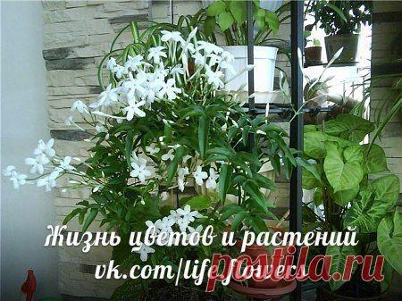 Новости.Жасмин.