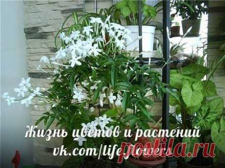 Новости.Жасмин.