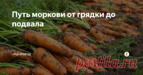 Путь моркови от грядки до подвала Всё, что нужно сделать с морковью для того, чтобы она хорошо хранилась и не портилась.