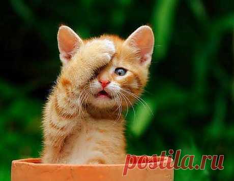 Котейка!!!!!