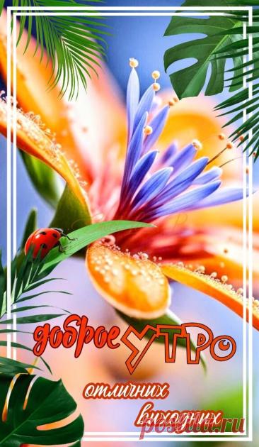 С добрым утром Привет Здрасте Добрый день