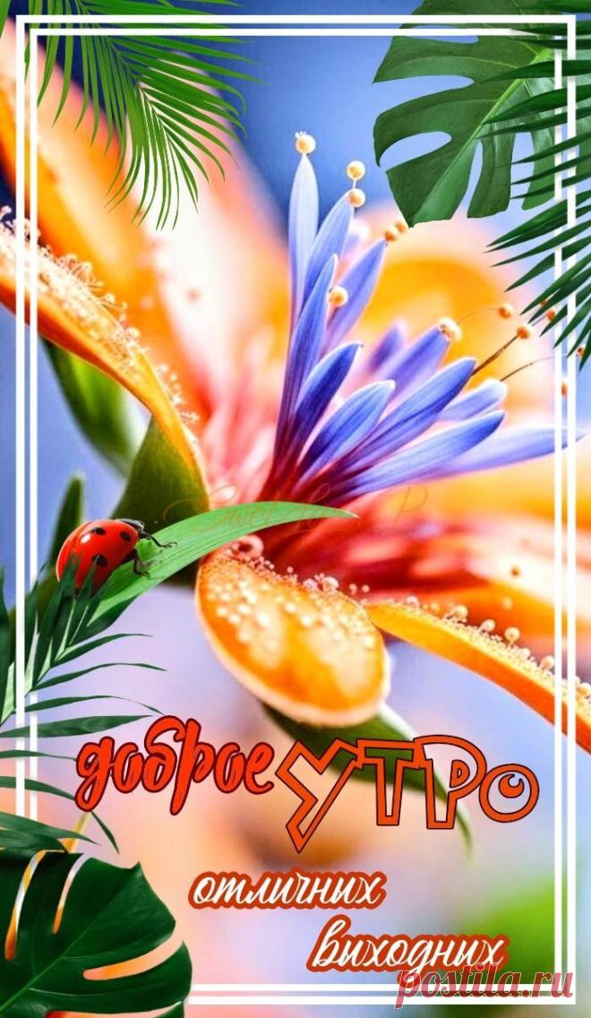 С добрым утром Привет Здрасте Добрый день