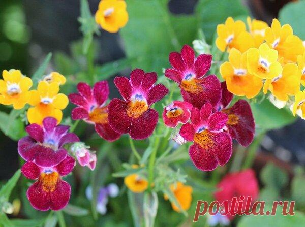 Немезия — находка для ленивого цветовода на лето | Секреты Сада. Дача, цветы | Яндекс Дзен