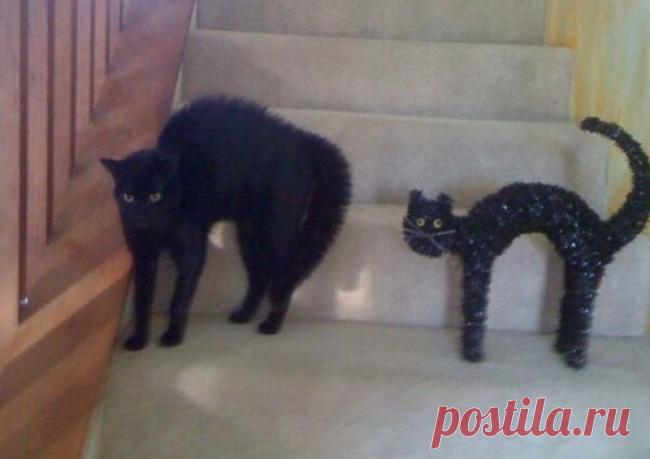 Я и моя тень...