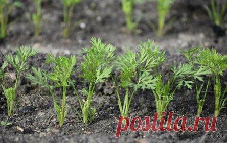 Как правильно выбрать время для посадки моркови в грунт