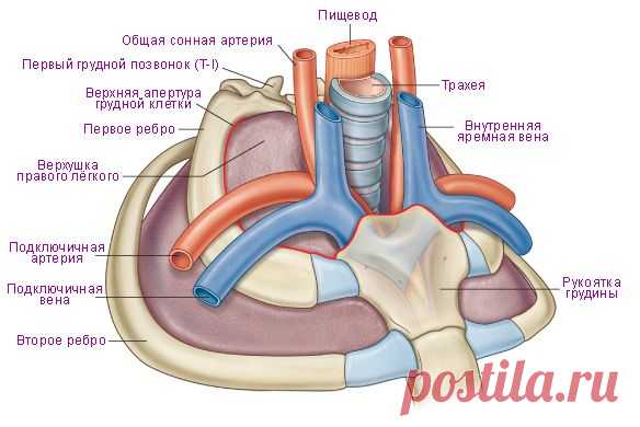 апертура грудной клетки - Поиск в Google