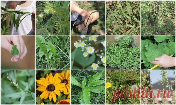 Как бороться с сорняками на огороде: лучшие методы и средства