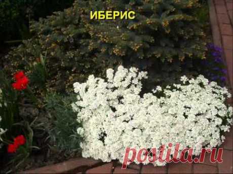 Вот такие красивые клумбы сделали дачники из почвопокровных растений