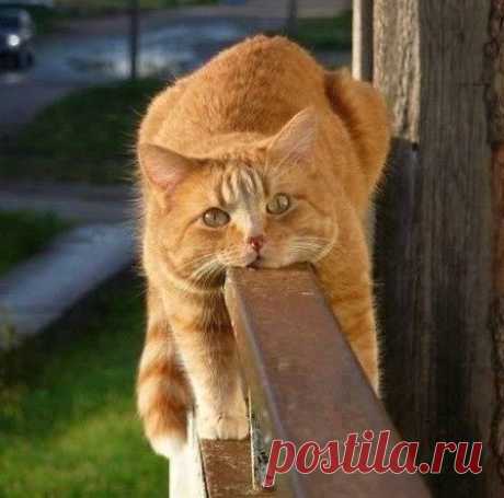 Без кота и жизнь не та