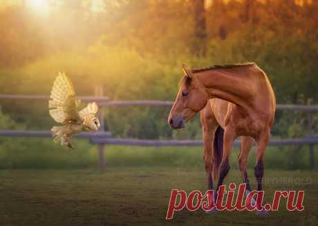 30 идеальных фотографий лошадей – грация, краса и сила