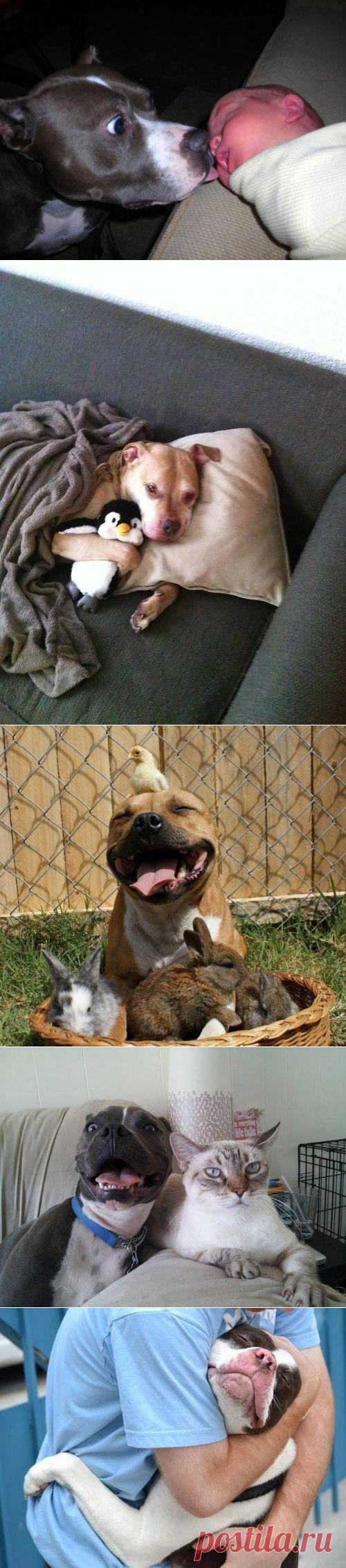 20 "веских" причин, почему никто и никогда не должен заводить питбуля