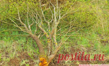 Пролежавшее всю зиму спиленное дерево весной ожило, распустило листья и стало расти дальше
Заметка из серии интересные факты. Удивительную надежность закладывает природа в свои создания! Взять хоть венец её творения — человека, который несмотря на свои вредные привычки и неподобающий образ жизни умудряется прожить долгую жизнь. А что уж говорить про объекты чистой природы (флора и фауна), которым...
Читай дальше на сайте. Жми подробнее ➡