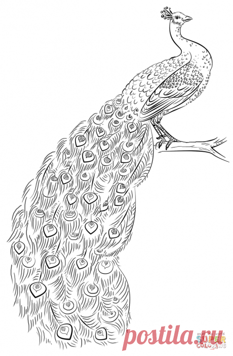 рисуем павлина карандашом: 13 тыс изображений найдено в Яндекс.Картинках
