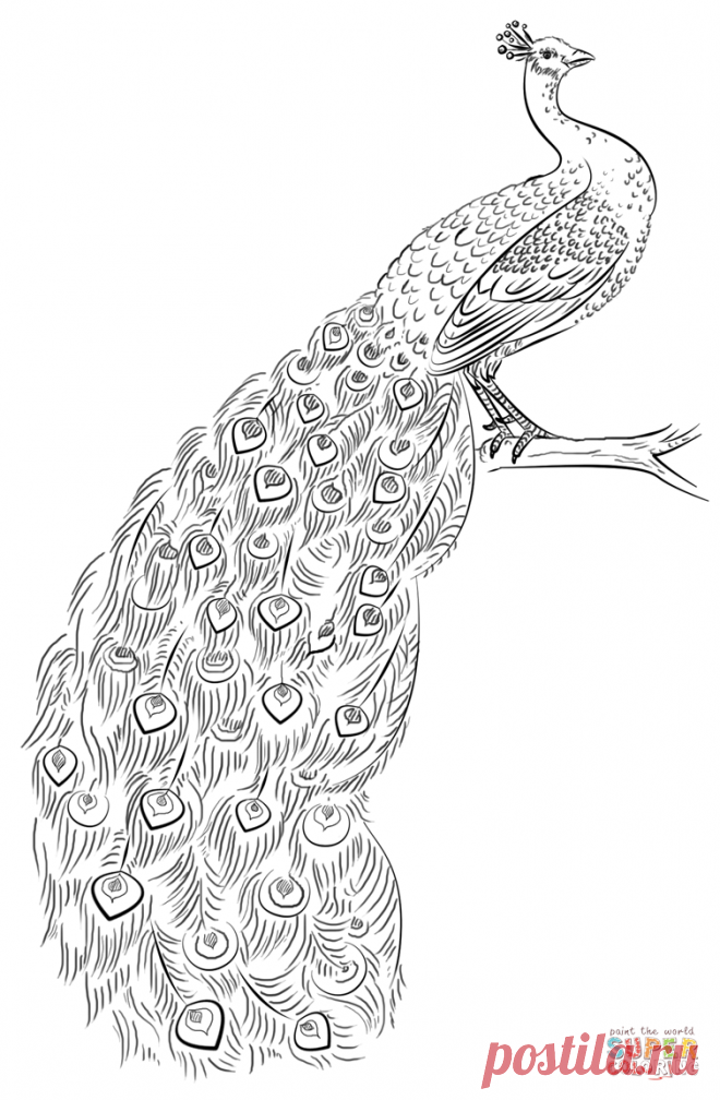 рисуем павлина карандашом: 13 тыс изображений найдено в Яндекс.Картинках
