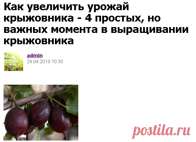 Как увеличить урожай крыжовника - 4 простых, но важных момента в выращивании крыжовника - Садоводка