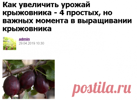 Как увеличить урожай крыжовника - 4 простых, но важных момента в выращивании крыжовника - Садоводка
