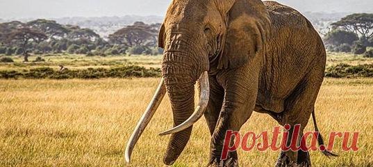 Тим был представителем слонов-таскеров (tusker). Этот термин закрепился за слонами с большими бивнями, и именно такие животные являются одной из главных мишеней для браконьеров.