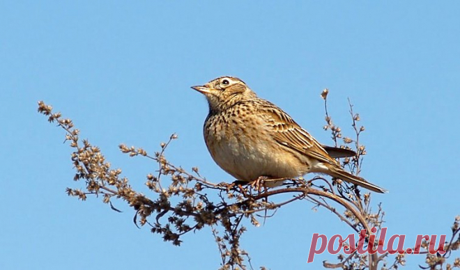 22 марта — Сороки, Сорок мучеников !