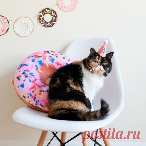 Смешные животные, отмечающие свои дни рождения