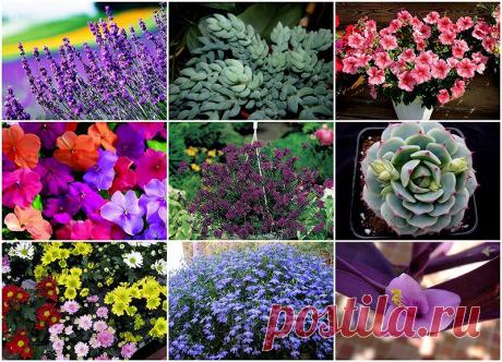 10 наиболее подходящих растений для выращивания в подвесных горшках • НОВОСТИ В ФОТОГРАФИЯХ