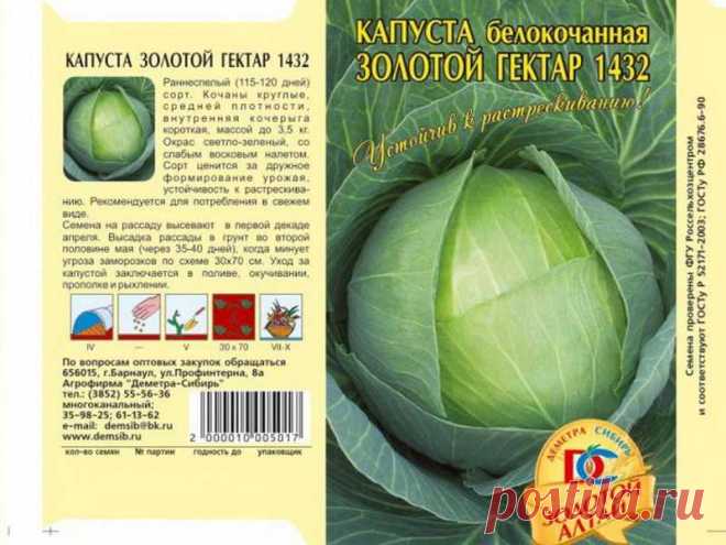 Золотой гектар капуста 1432 Огород без хлопот - информационный сайт для дачников, садоводов и огородников.