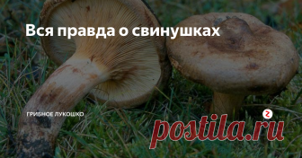 Вся правда о свинушках Когда-то давно, когда интернет только-только стал доступен всем и я стала участником грибного форума, войны о том, собирать ли свинушку, были нешуточные! Войны эти не утихли и до сих пор, но я давно перестала принимать в них участие: в конце концов каждый решает сам травить себя или нет.
Эту статью пишу не для споров! По просьбе своих подписчиков описываю все то, что знаю о свинушках.