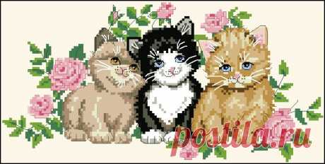 Kitten Trio