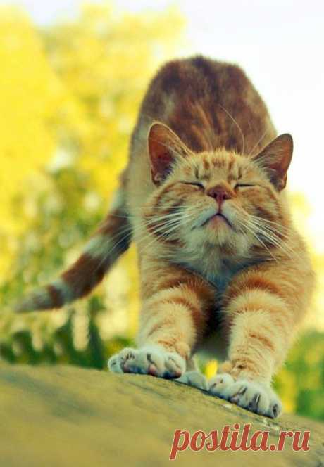 Choco Toujours: Stretching Caturday