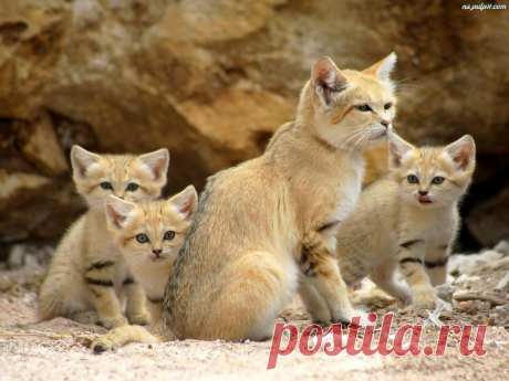 Забавная дикая природа • funnywildlife: Семья красивых песчаных кошек