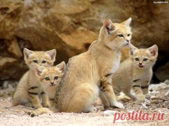 Забавная дикая природа • funnywildlife: Семья красивых песчаных кошек