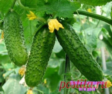 (46) Одноклассники