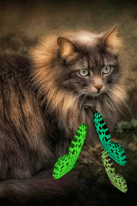 Кошечка