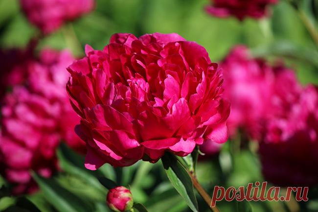 3 ПРИЧИНЫ ПОЧЕМУ НЕ ЦВЕТУТ ПИОНЫ И ЧТО С ЭТИМ ДЕЛАТЬ. Секреты пышного цветения.