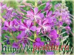 Пряжа для вязания из Иван-чая (кипрея) | krapivam.com