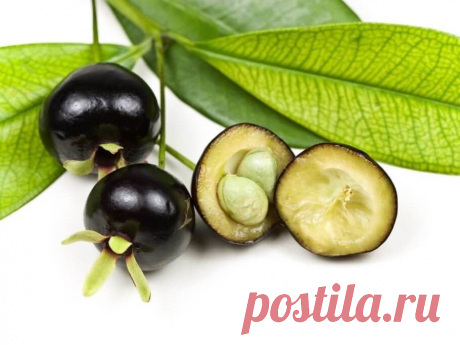 Grumixama Roxa Nome científico: Eugenia brasiliensis Nativa da nossa Mata Atlântica, atualmente é considerada rara, principalmente a de cor amarela. Pode chegar a 6 metros de altura quando em seu habitat natural. É muito versátil porque não apresenta dificuldades no cultivo e é muito resistente a variações climáticas e a árvore tem aspecto muito ornamental. Os frutos são pequenos, roxos, de polpa doce e aquosa, que podem ser consumidos ao natural ou preparados em geleias, ...
