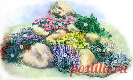 1 - Сосна горная (Pinus mugo) 'Mughus', 2 - Тимьян ползучий (Thymus serpyllum), 3 - Флокс канадский (Phlox canadensis), 4 - Очиток Эверса (Sedum ewersii), 5 - Овсяница сизая (Festuca glauca), 6 - Алиссум скальный (Alyssum saxatile), 7 - Лаванда узколистная (Lavandula angustifolia), 8 - Очиток видный (Sedum spectabile), 9 - Рута душистая (Ruta graveolens), 10 -Полынь Стеллара (Artemisia stelleriana).