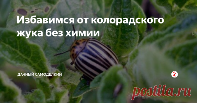 Избавимся от колорадского жука без химии Привет, друзья!
Уже совсем скоро наступит период, когда мы с вами будем вести борьбу с колорадским жуком.
Сегодня, поделюсь с вами способом избавления от этих вредителей без помощи ядохимикатов
Я сама пользуюсь этим способом и всегда очень довольна результатом.