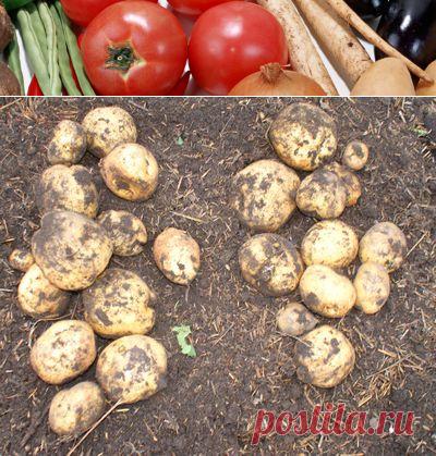 Сорта картофеля, устойчивые к колорадскому жуку