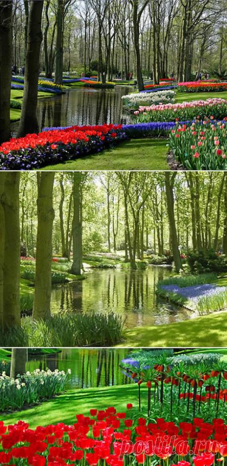 Сад Keukenhof. Это уникальный, знаменитый сад, который является одной из наиболее известных достопримечательностей Голландии. Всего здесь около 7 миллионов тюльпанов, которые включают гибриды, разработанные совсем недавно.