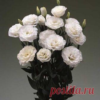 Эустома крупноцветковая ARENA F1 Kilimanjaro - 5 шт.